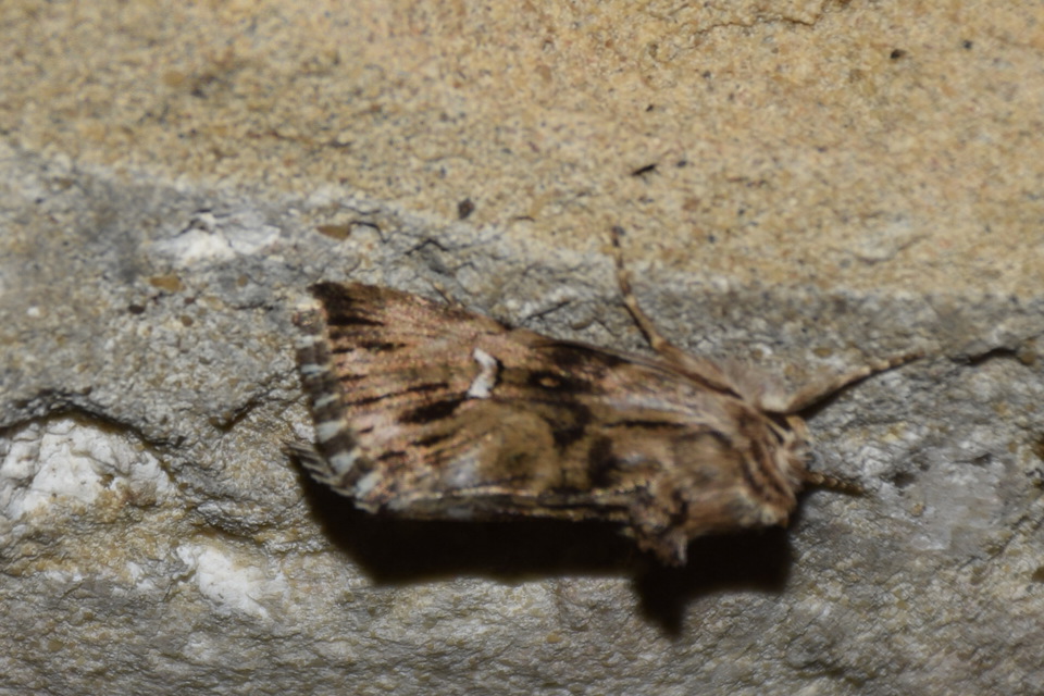 Calophasia lunula - gyújtoványfű-apróbagoly