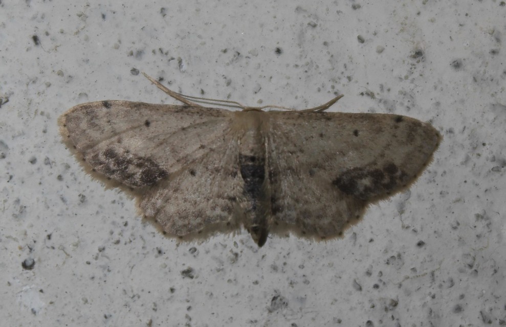 Idaea dimidiata - gyakori apróaraszoló