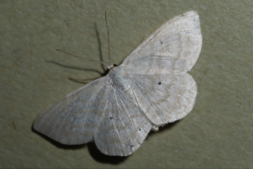 Scopula immutata - réti fehéraraszoló