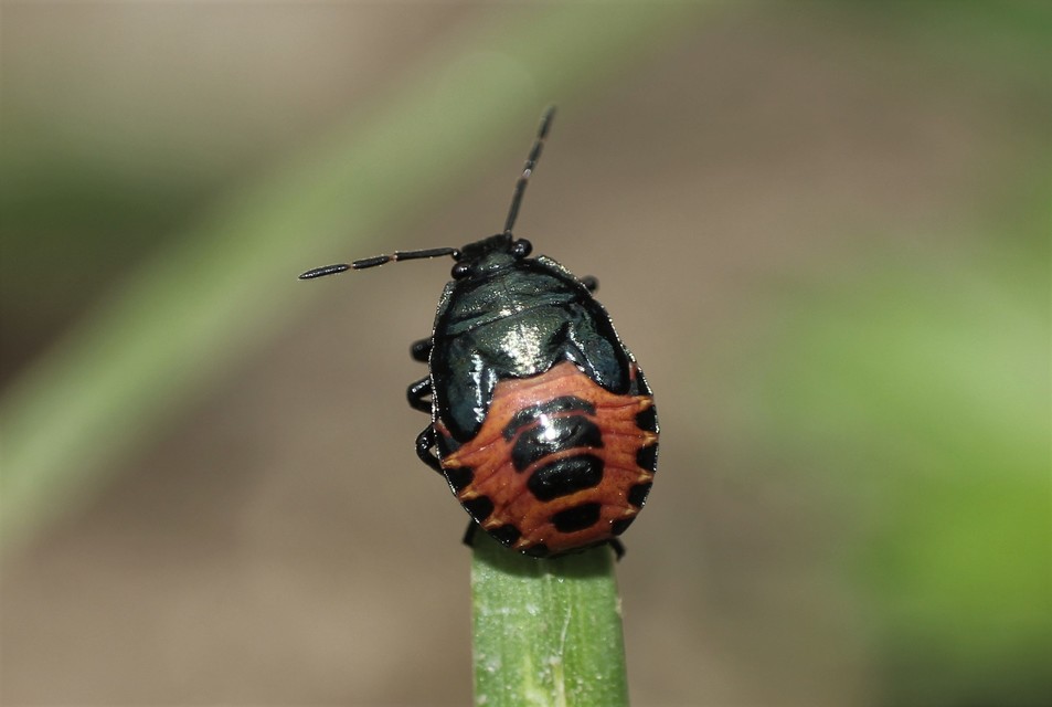 Zicrona caerulea - acélkék poloska Zicrona caerulea - acélkék poloska