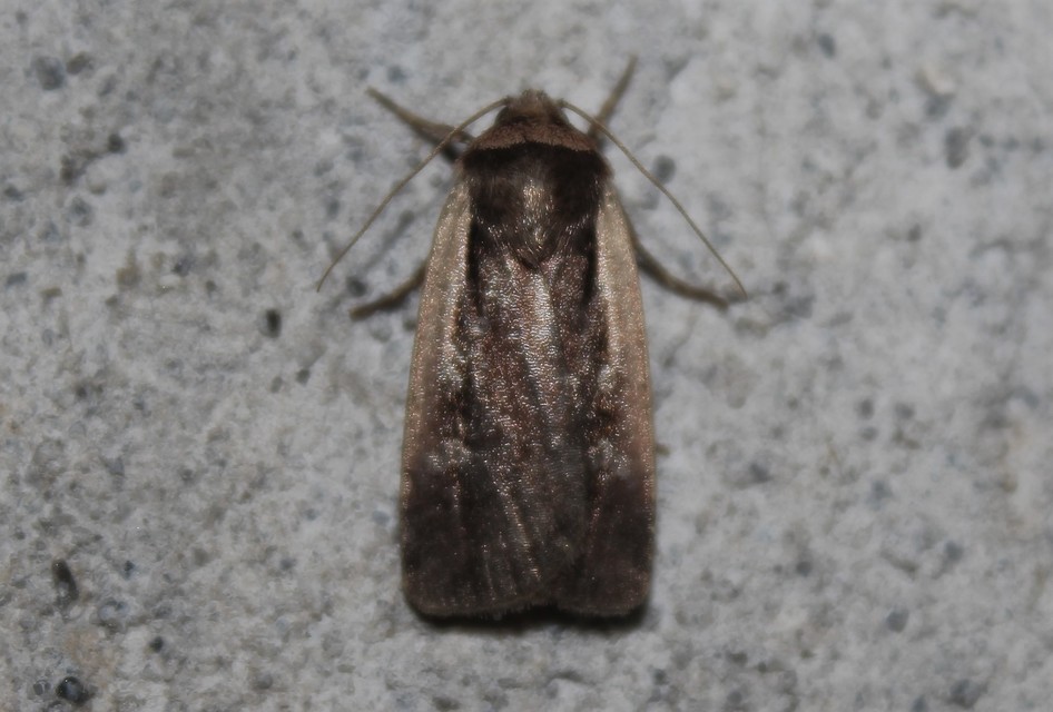 Ochropleura plecta - fehérszegélyű fűbagoly