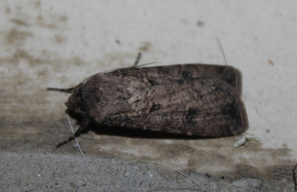 Agrotis segetum - vetési földibagoly
