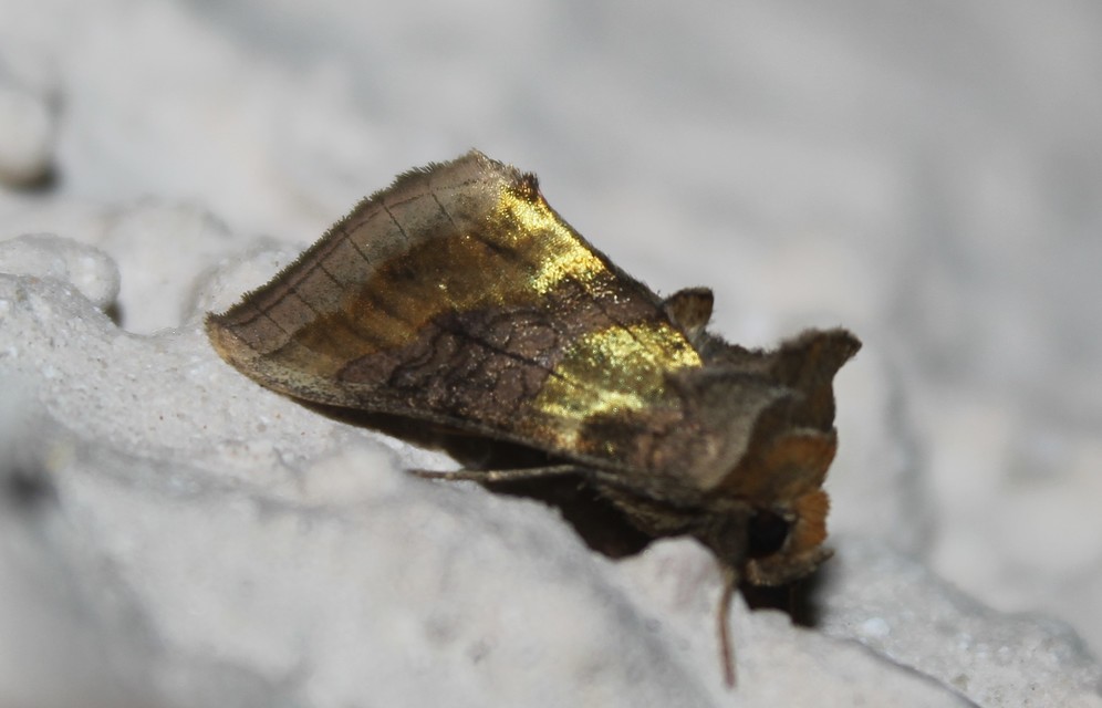 Diachrysia chrysitis - aranybagoly