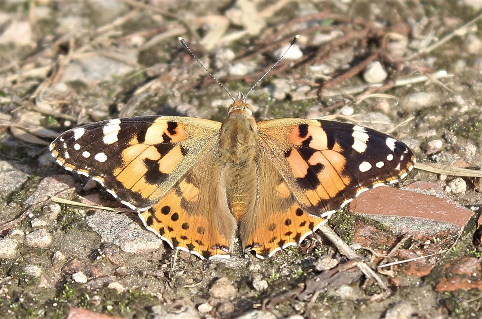 Vanessa cardui - bogáncslepke