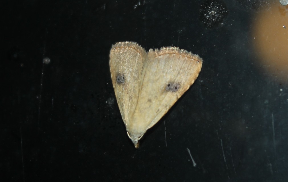 Rivula sericealis - selymes lórombagoly