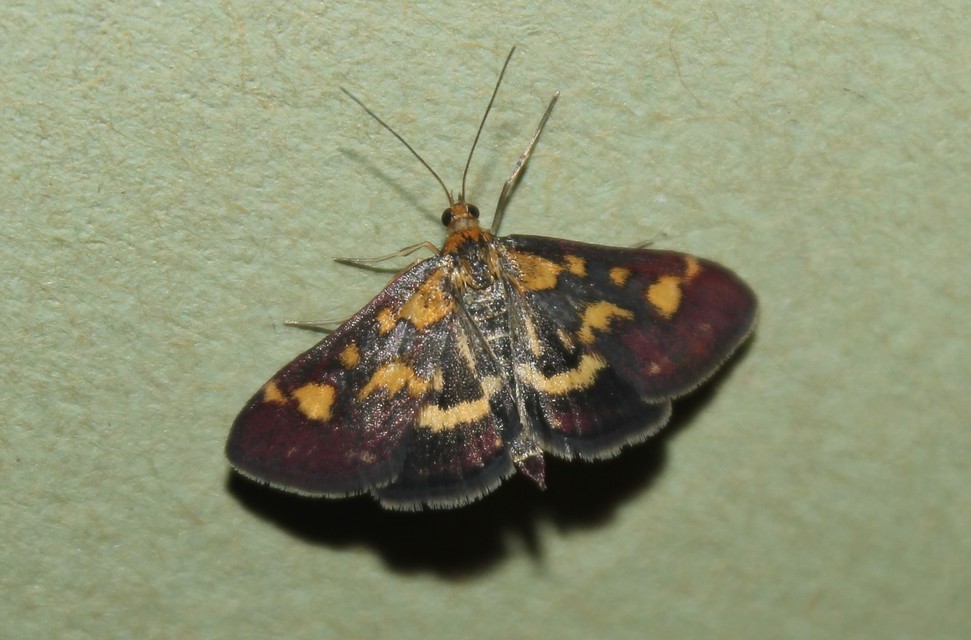 Pyrausta purpuralis - közönséges bíbormoly