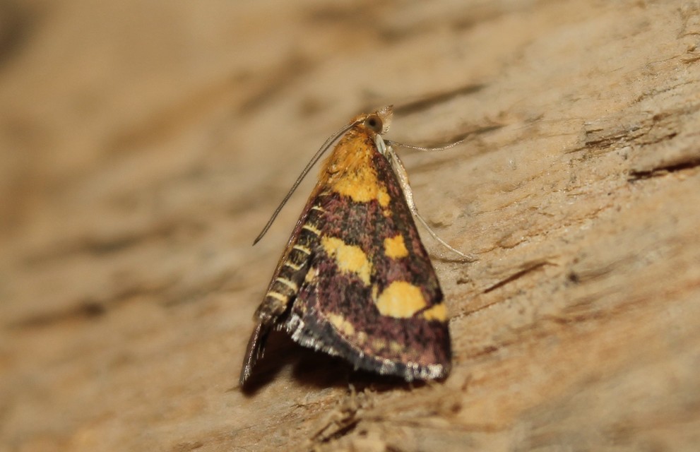 Pyrausta purpuralis - közönséges bíbormoly