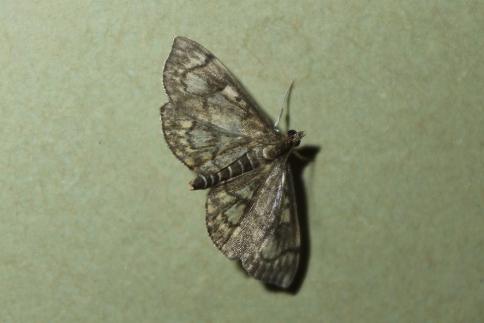 Anania coronata - koronás dudvamoly