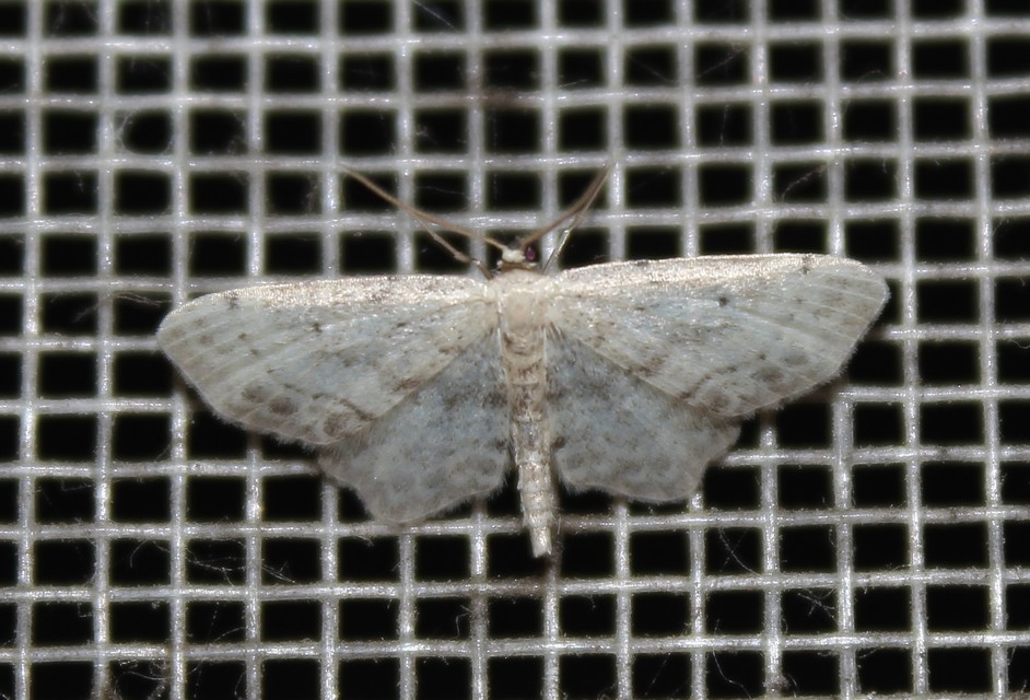 Idaea dimidiata - gyakori apróaraszoló