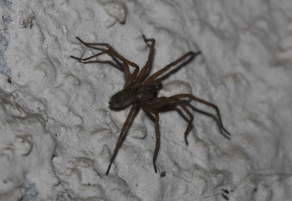 Eratigena