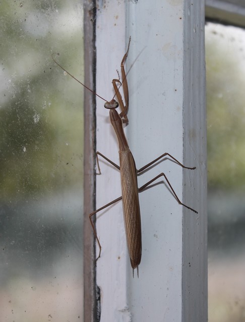 Mantis religiosa - imádkozósáska
