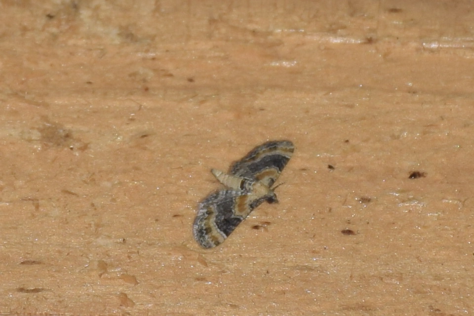 Eupithecia linariata - vonalas törpearaszoló