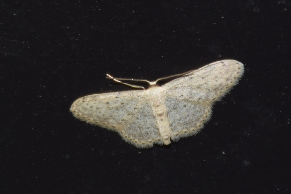 Idaea seriata - szürke apróaraszoló