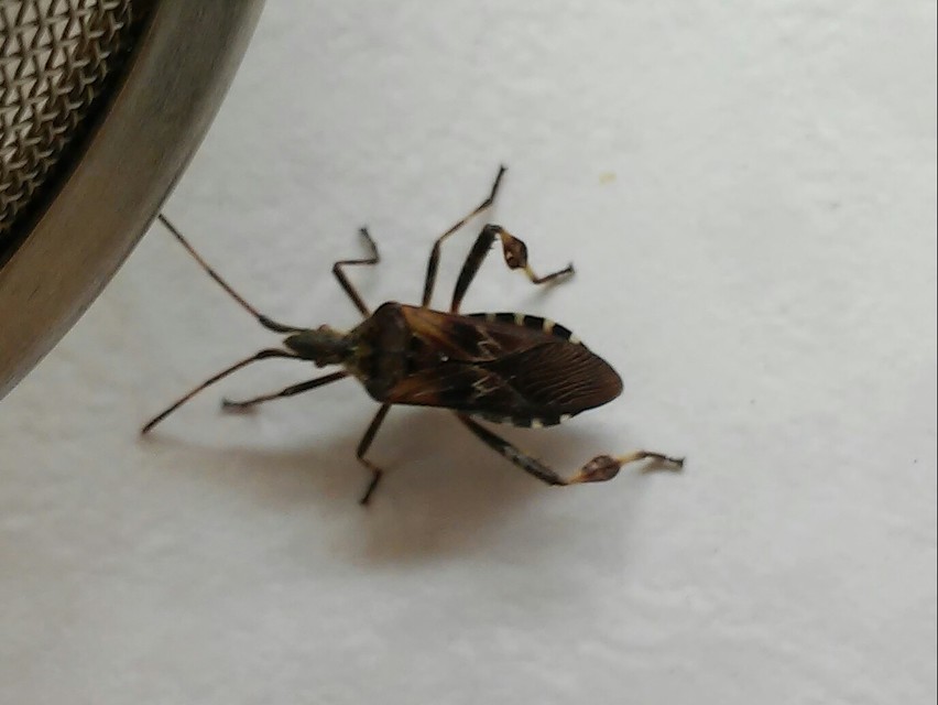 Leptoglossus occidentalis - nyugati levéllábú poloska