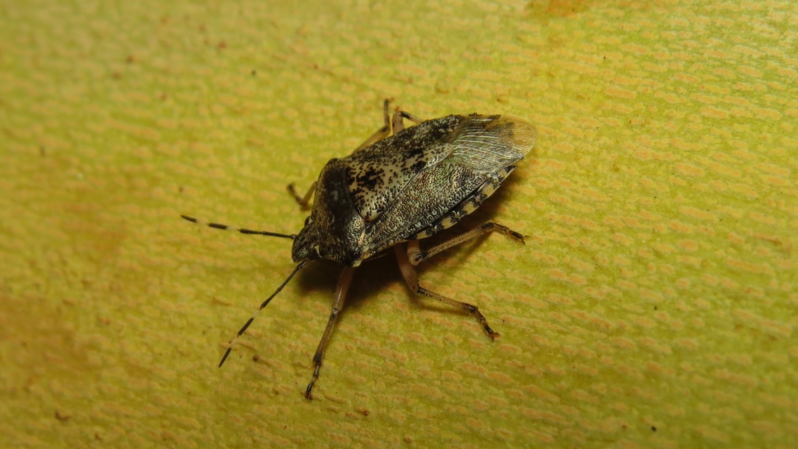 Rhaphigaster nebulosa - bencepoloska