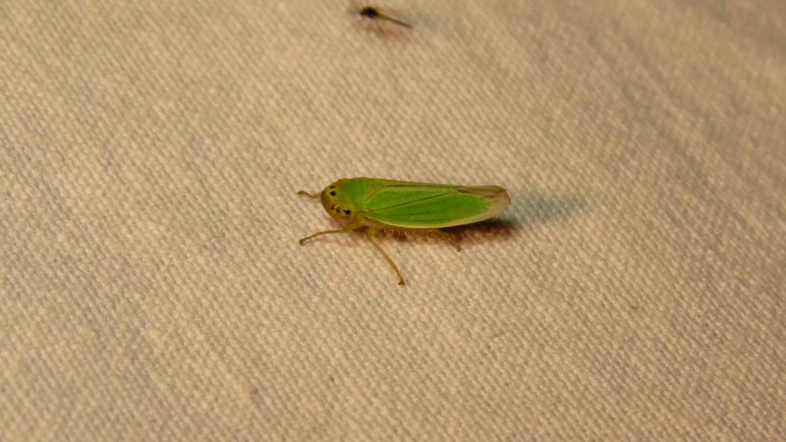 Cicadella viridis - méregzöld kabóca