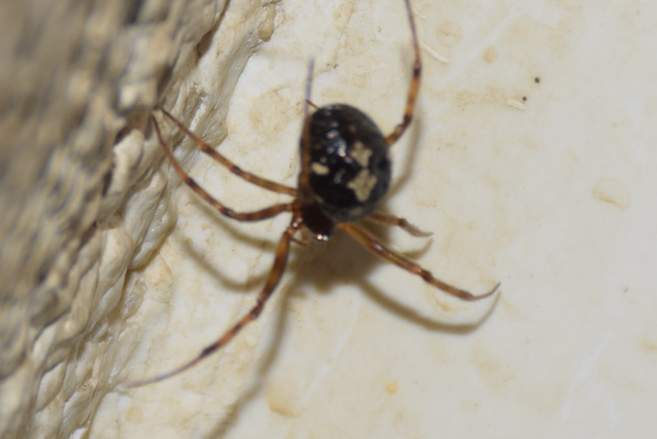 Steatoda triangulosa - háromszöges faggyúpók