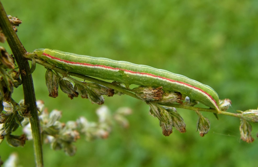 Eucarta virgo - mocsári ametisztbagoly