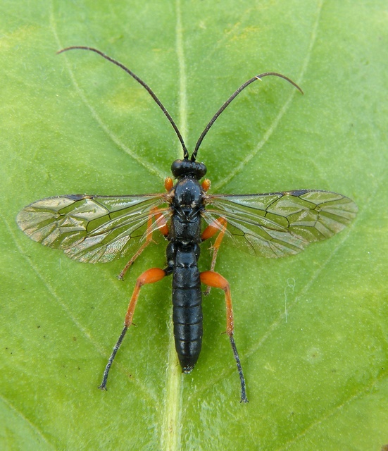 Pimpla rufipes - bábölő fürkészdarázs