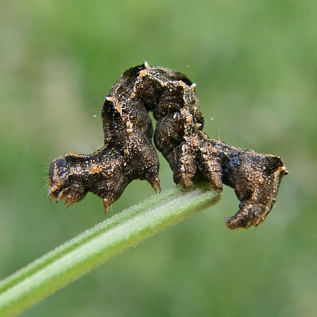 Acontia lucida - fehér nappalibagoly