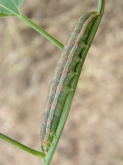 Hadula trifolii - lóherebagoly