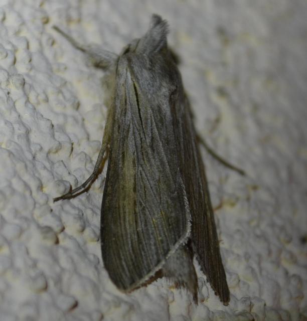 Cucullia balsamitae - homoki csuklyásbagoly