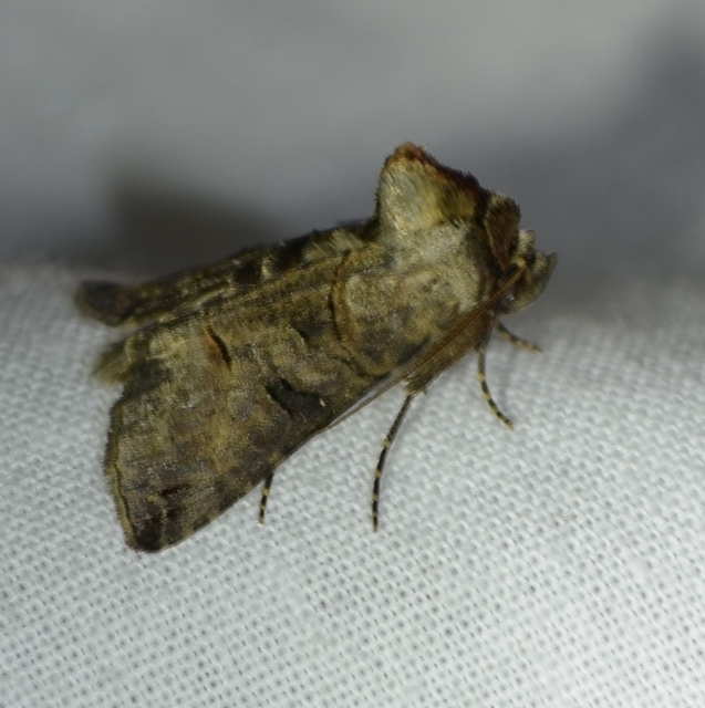 Abrostola tripartita - szürkeövű csalánbagoly
