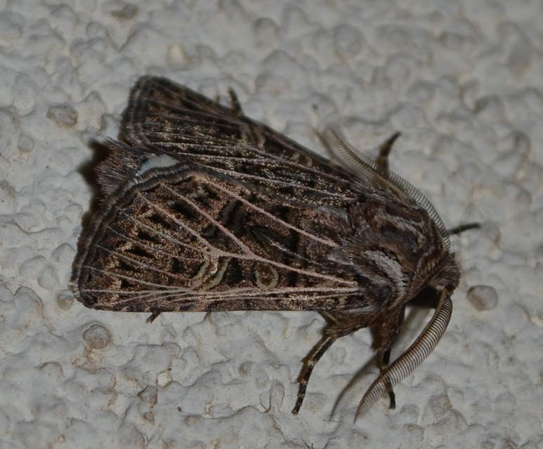 Tholera decimalis - közönséges fésűsbagoly