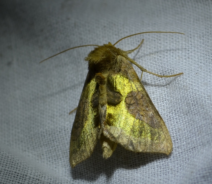 Diachrysia stenochrysis - rejtőző aranybagoly