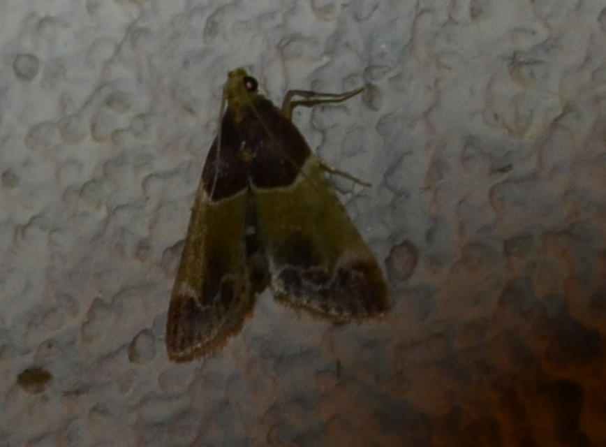Pyralis farinalis - lisztilonca
