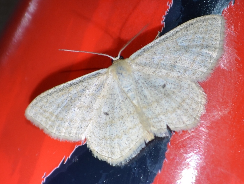 Scopula virgulata - vesszős sávosaraszoló