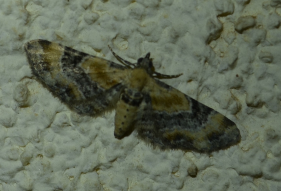 Eupithecia linariata - vonalas törpearaszoló