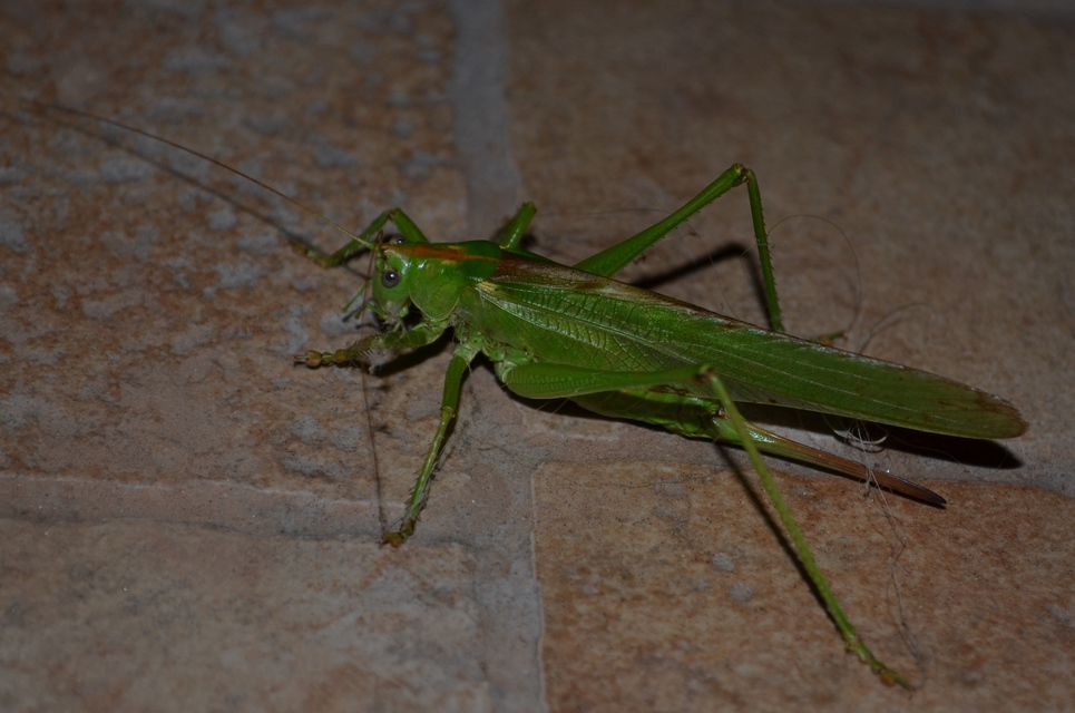 Tettigonia viridissima - zöld lombszöcske