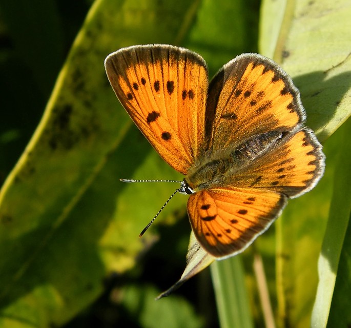 Lycaena dispar rutilus - nagy tűzlepke