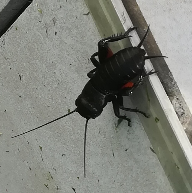 Gryllus campestris - mezei tücsök