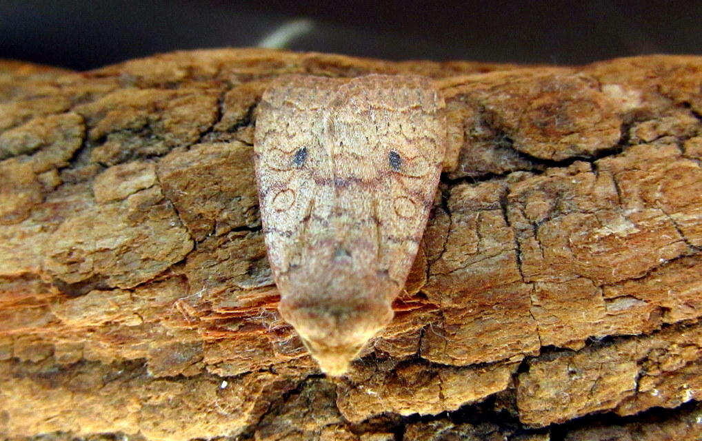Sunira circellaris - okkersárga őszibagoly