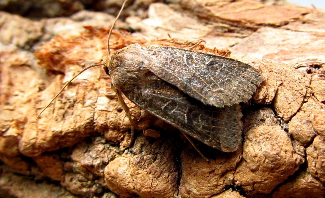 Anchoscelis nitida - rozsdabarna őszibagoly