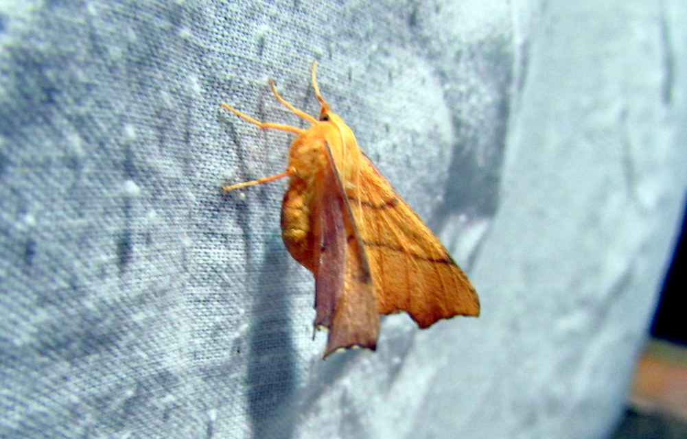 Ennomos erosaria - hársfa-levélaraszoló