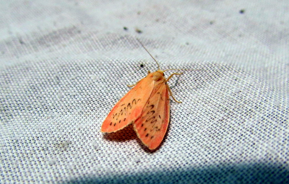 Miltochrista miniata - piros medvelepke