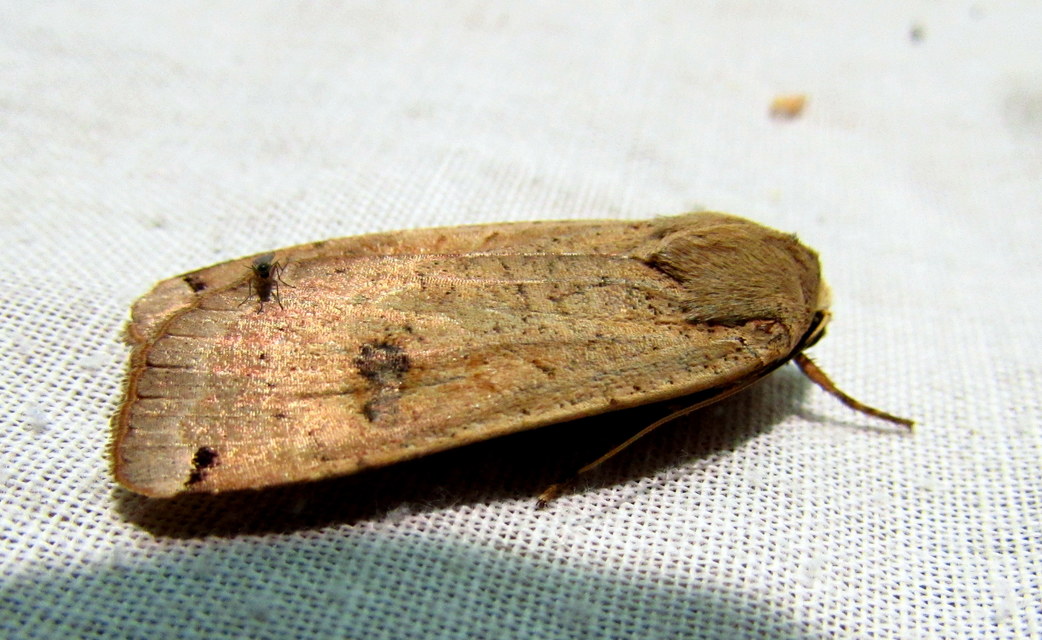 Noctua pronuba - nagy sárgafűbagoly