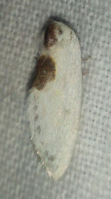 Cilix glaucata - törpe sarlósszövő