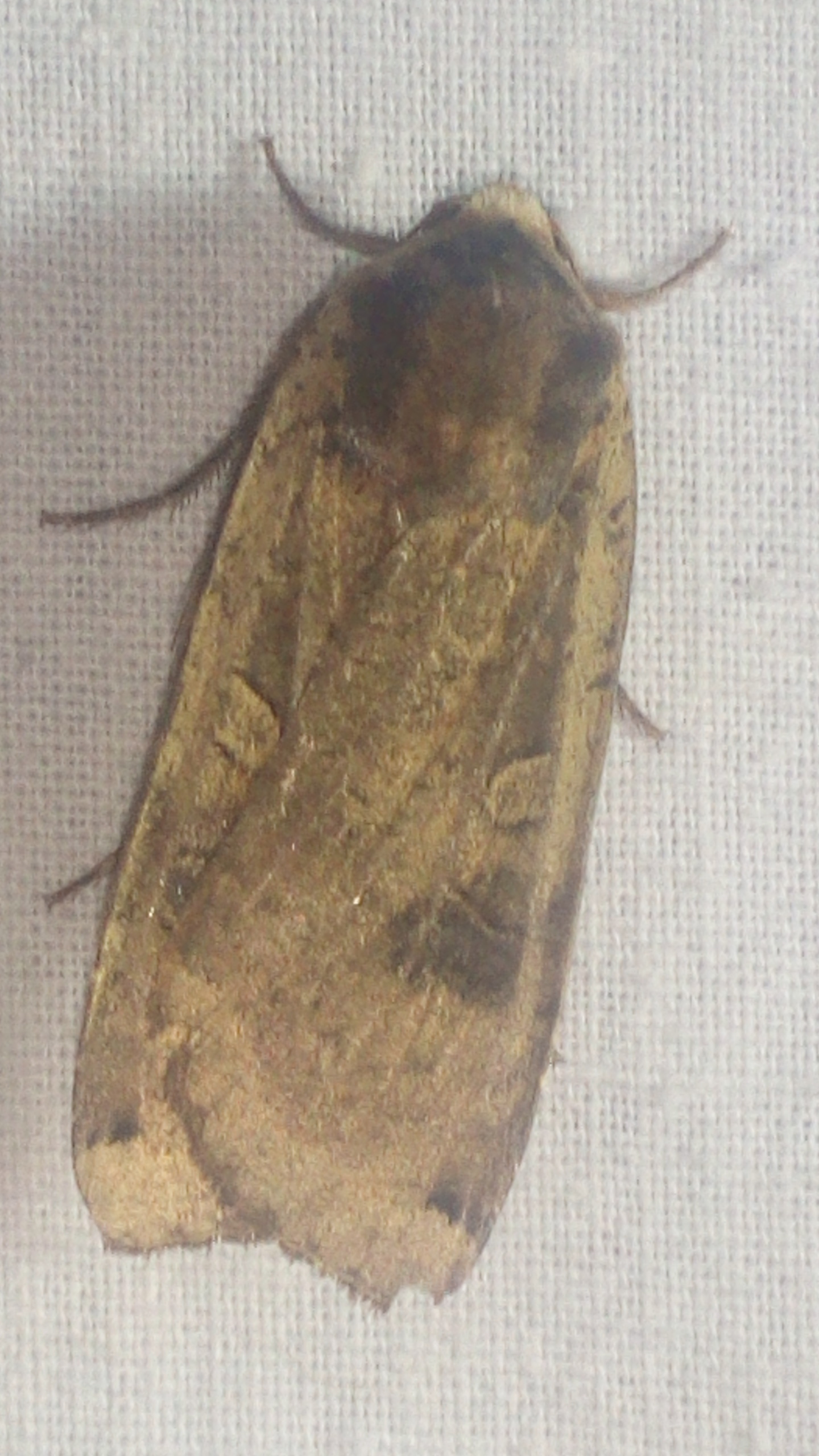 Noctua pronuba - nagy sárgafűbagoly