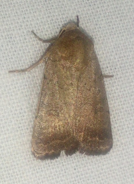 Hoplodrina