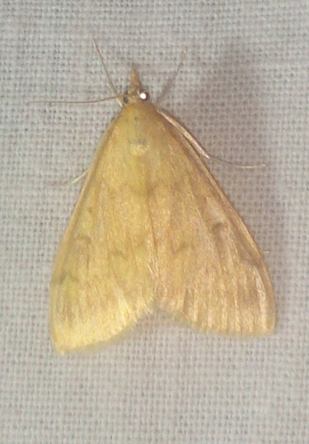 Ostrinia nubilalis - kukoricamoly
