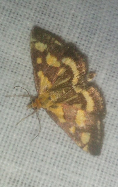 Pyrausta purpuralis - közönséges bíbormoly