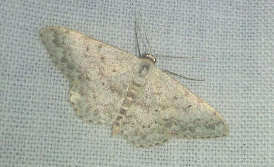 Scopula marginepunctata - pettyes sávosaraszoló