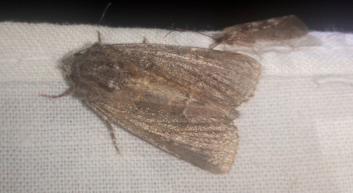 Thalpophila matura - fakó erdeibagoly