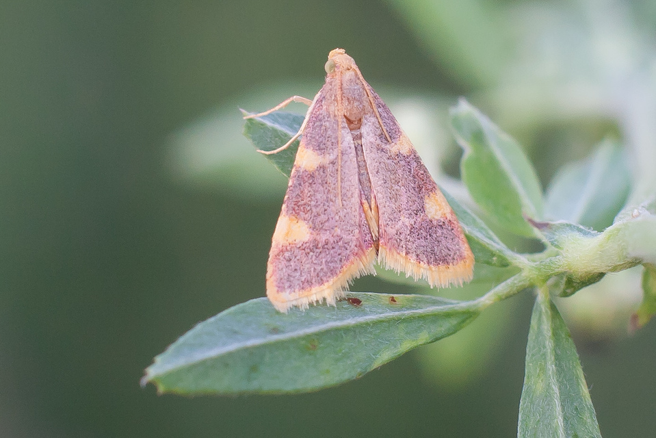 Hypsopygia costalis - szénailonca