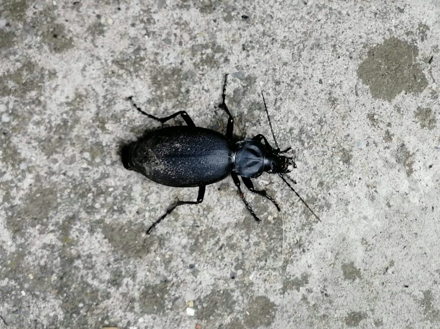 Carabus coriaceus - bőrfutrinka Carabus coriaceus - bőrfutrinka