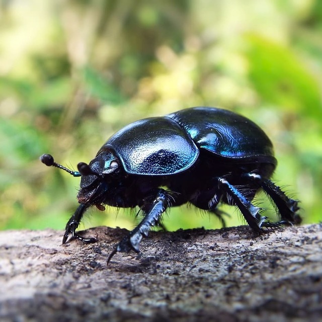 Trypocopris vernalis - tavaszi álganéjtúró